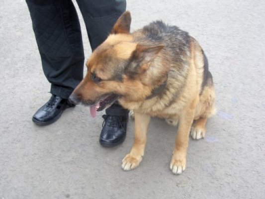 Moki, câinele criminalist din Constanţa, a prins un hoţ